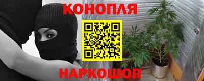 сатива Малгобек